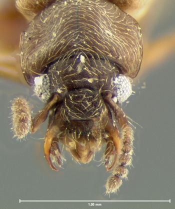 Media type: image;   Entomology 6552 Aspect: head dorsal view